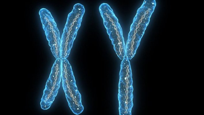 Cromozomul Y, care determină sexul bărbaților, ar putea dispărea. Cum poate supraviețui specia umană