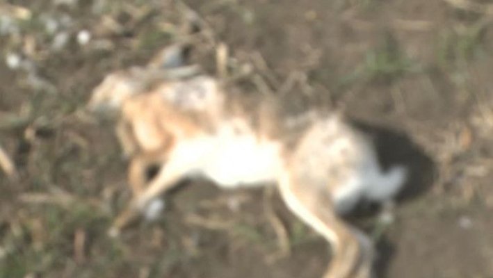 Dosare penale şi amenzi aplicate după ce zeci de căprioare au murit otrăvite pe câmpuri