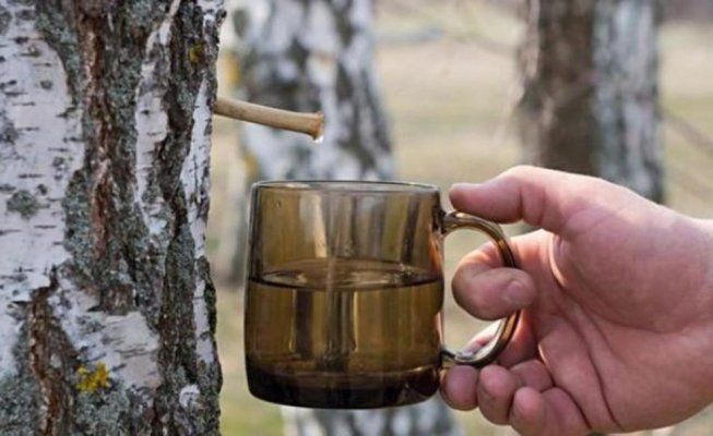 Plantele care au un efect, uimitor de bun, pentru gută: Cum ajută la eliminarea acidului uric