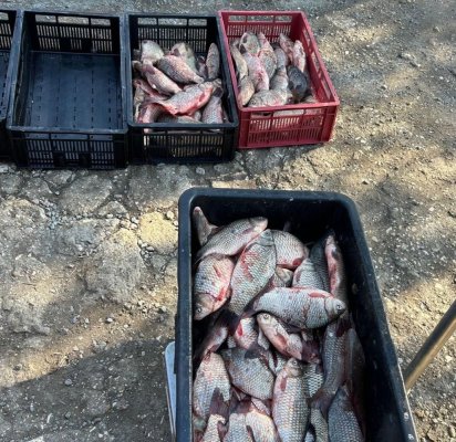 103 kg de pește descoperite de polițiștii de frontieră în portbagajul unui autoturism