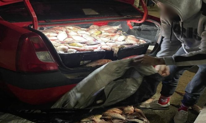 245 kg de pește descoperite de polițiștii de frontieră în portbagajul unui autoturism