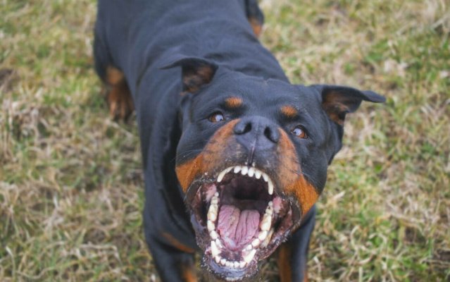 Un bărbat care alerga în parc a fost atacat și ucis de 3 câini din rasa Rottweiler