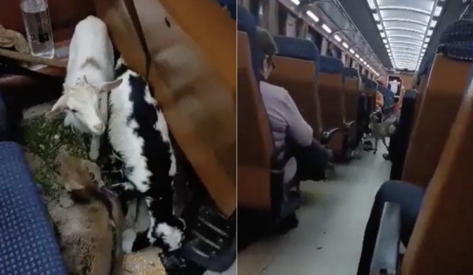 Un călător și-a luat caprele și a urcat în tren. A urmat dezastru! Video