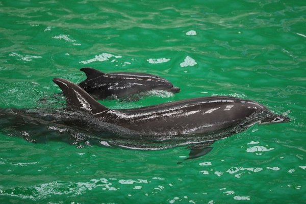 Primul pui de delfin născut viu în captivitate în România a venit pe lume la Delfinariul din Constanța