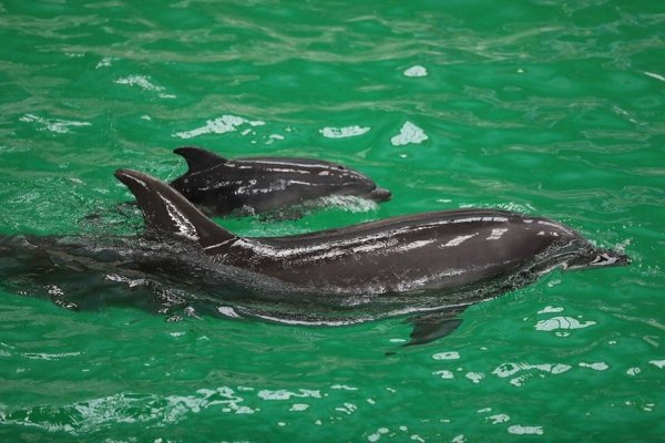 Primul pui de delfin născut viu în captivitate în România a venit pe lume la Delfinariul din Constanța