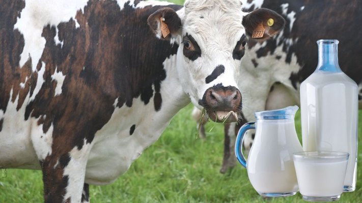  O vacă a fost modificată genetic pentru a produce lapte cu insulină