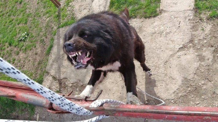Poliţist sfâșiat în curtea unei secţii de un câine periculos lăsat liber de stăpân