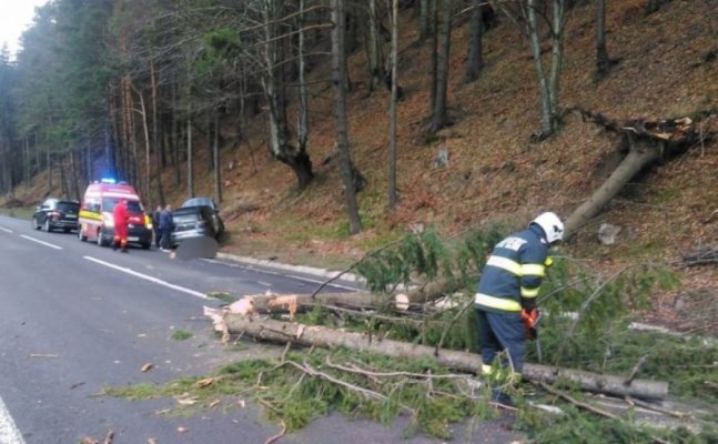 Ghinion pe șosea: Un copac s-a prăbușit peste o mașină cu 5 copii