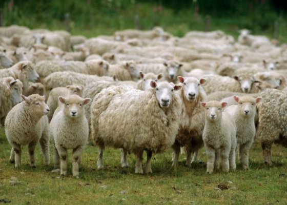 ANSVSA a luat măsuri suplimentare pentru a preveni apariţia variolei ovine şi caprine în ţara noastră