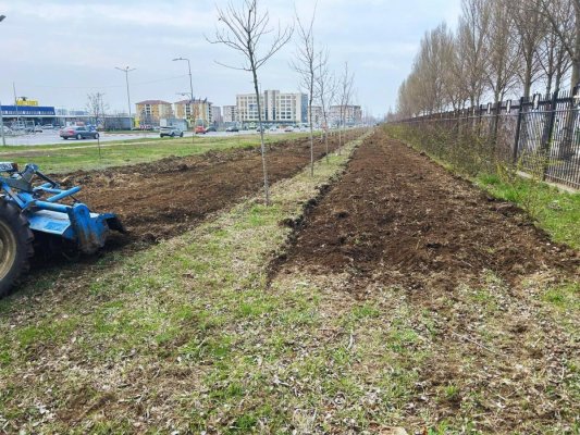 Primăria Constanța invită cetățenii la o nouă acțiune de plantare