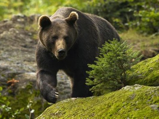 Alertă în Ploiești: Un urs periculos cutreieră străzile orașului