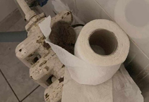 Șobolan ascuns în hârtie igienică, în baia unui spital din țară