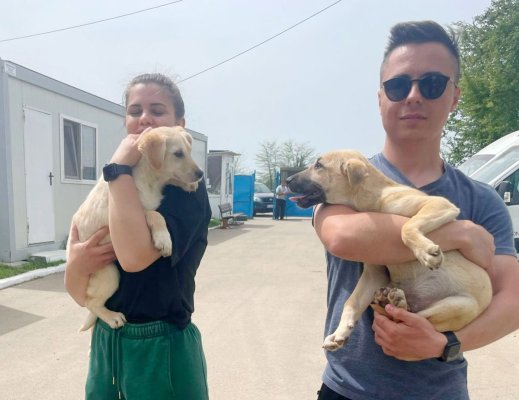Primăria Constanța promovează adopția: 400 de câini rămași neadoptați