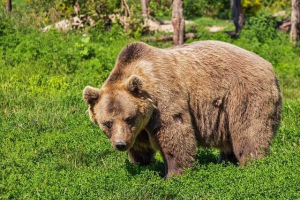 Alertă de urs brun într-o localitate din Giurgiu