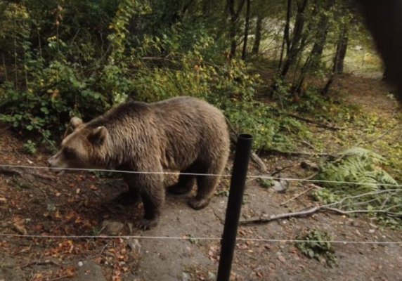 RO Alert-Atenție! Un urs a ajuns lângă București. Video