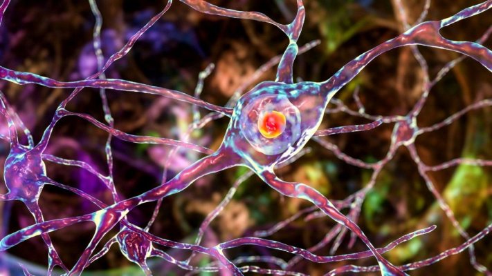 Secretele ascunse ale creierului: Revelațiile neuronilor „zombie“