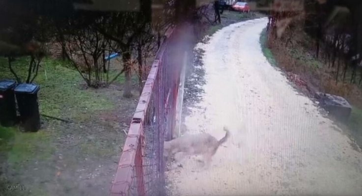 Un lup terorizează o localitate din Caraș Severin. Animalul atacă câini