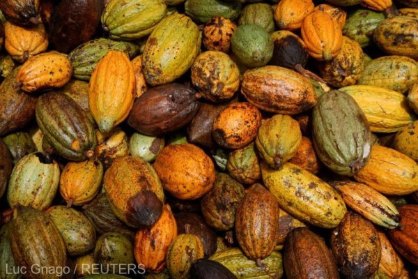 Cotaţiile la cacao sunt în scădere, după creşterea record din martie