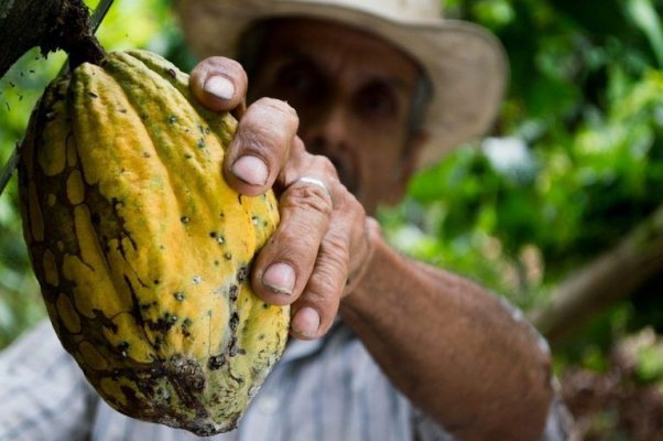 După cafea, zahăr şi soia, Brazilia vrea să domine şi piaţa de cacao