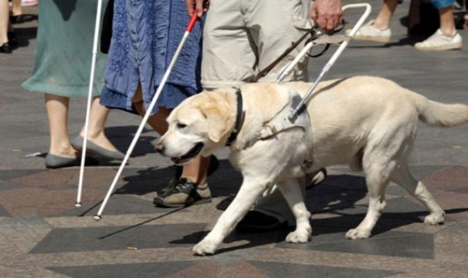 Lege benefică persoanelor cu handicap însoțite de câini ghid, adoptată