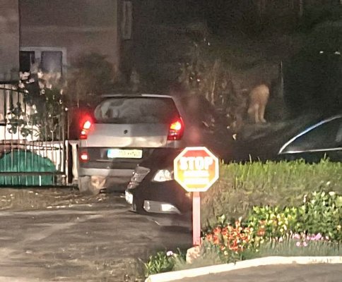 Bărbatul care a intrat cu mașina în gard, la Costinești, arestat preventiv