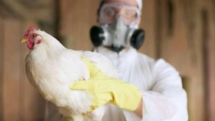 Alertă de contagiere cu gripă aviară la om; bărbat infectat de la laptele de vacă