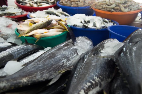  Control fulger ANSVSA pentru verificarea originii și trasabilității peștelui și a produselor din pescuit