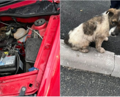 Pui de câine ascuns la motorul mașinii, găsit după 100 km parcurși