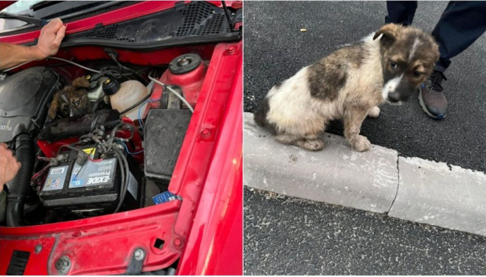 Pui de câine ascuns la motorul mașinii, găsit după 100 km parcurși
