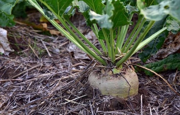 Franţa va permite fermierilor să folosească mai multe pesticide pentru a-şi proteja culturile de sfeclă de zahăr
