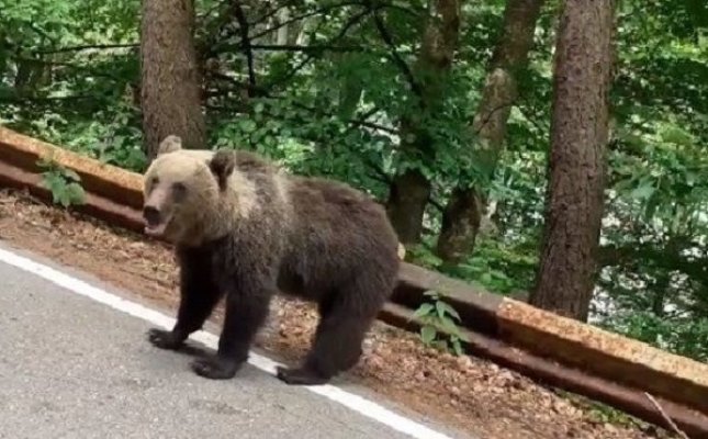O turistă a fost mușcată de urs după ce a scos mâna pe geam să îi facă poză, la barajul Vidraru