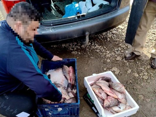 Peste 1.300 de kilograme de pește, confiscate de polițiști, în perioada 2 – 14 aprilie