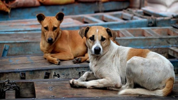Primăria Constanța continuă campania „Adoptă un cățel” și caută familii pentru doi pui de câine