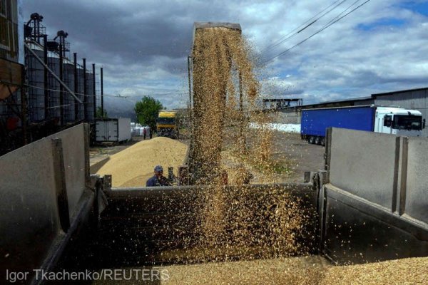 Oficialii ucraineni se aşteaptă la scăderea exporturilor de grâu şi porumb în 2024 - 2025