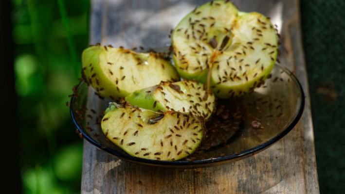 Studiu: Cum ar putea ajuta musculiţele de fructe la stoparea dezvoltării tumorilor cerebrale