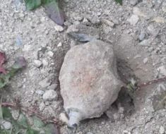 Grenadă neexplodată, găsită în curtea unui localnic