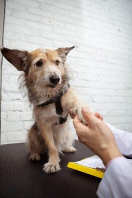 Adoptă un cățel și oferă-i o șansă la o viață mai bună!