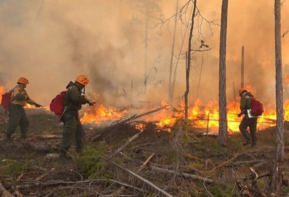 Numărul de incendii în fondul forestier administrat de Romsilva a crescut de şapte ori, în primele şase luni