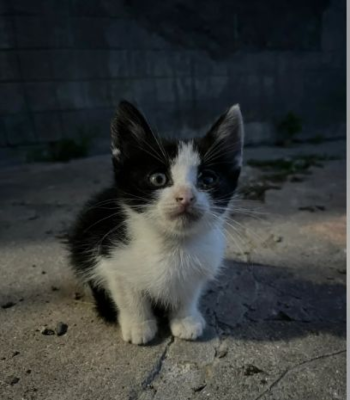 Un bărbat a fost amendat cu 12.000 lei, după ce a abandonat 5 pui de pisică lângă un container de gunoi