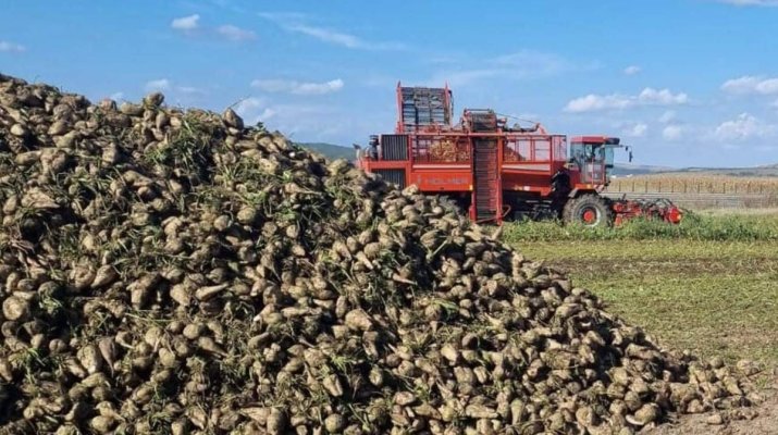 Cultura de sfeclă de zahăr, grav afectată. Mărturiile fermierilor