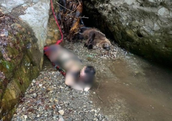 Un europarlamentar român a avut un șoc, după ce a văzut poza cu fata atacată de urs, pe traseul Jepii Mici