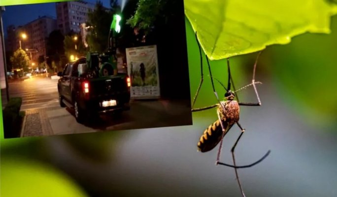 Țânțari cu virusul West Nile, depistați în mai multe sectoare din Capitală