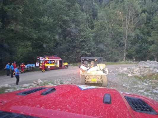 Un cioban a fost mușcat de urs, în timp ce încerca să își apere oile