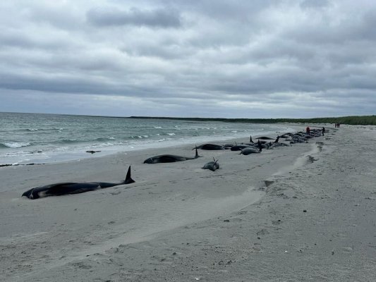 65 de balene-pilot au murit, după ce au eșuat în masă, în Scoția