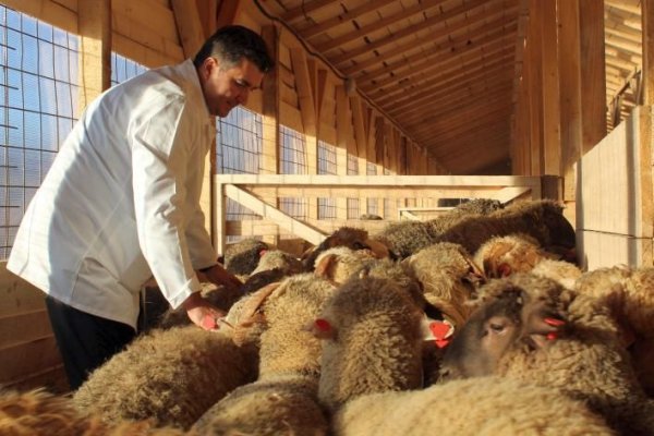Primul focar de pesta micilor rumegătoare din România la o fermă din județul Tulcea
