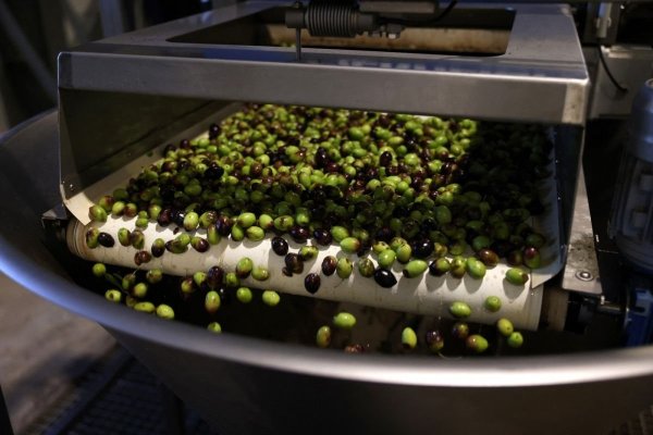  Uleiul grecesc de măsline conține hidrocarburi aromatice și Comisia Europeană l-ar vrea scos de pe piață