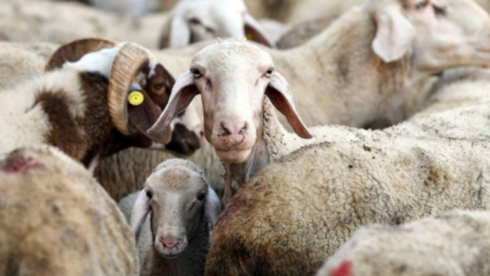Amenzi de peste 33.000 de lei pentru crescătorii de animale. Ce nereguli au fost descoperite