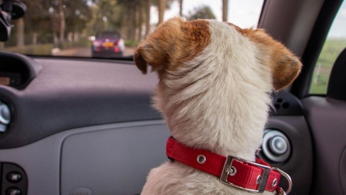Cât este de legal să transporți animale de companie cu mașina personală