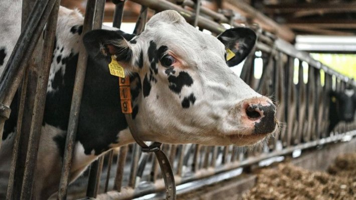 Gripa aviară care s-a răspândit la vaci ar putea în curând să infecteze și oamenii