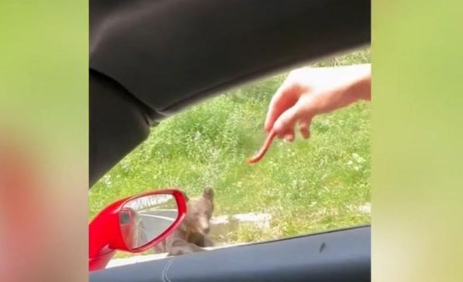 Revoltător! Frații Tate au hrănit cu cârnați un urs, pe marginea drumului. Video